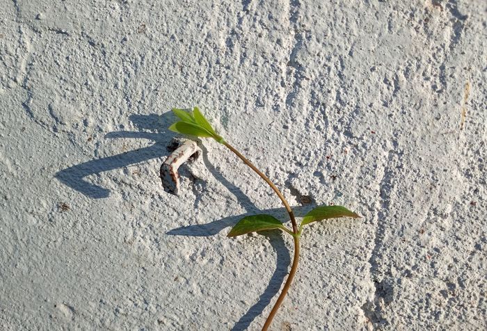 Yanosh Racz photofolio - Shadows of the Light